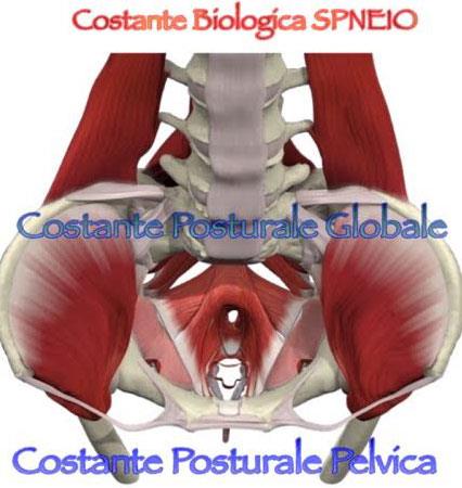 pelviperineologia olistica